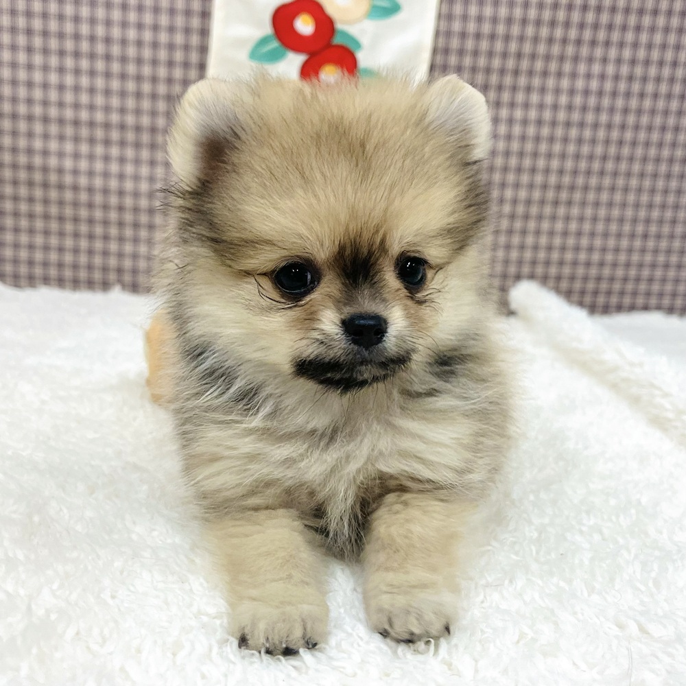 愛知県のポメチワ/チワポメ/ポメチー(ポメラニアン×チワワ) (犬の家＆猫の里エアポートウォーク店/2025年11月9日生まれ/男の子/フォーン)の子犬の4枚目の画像