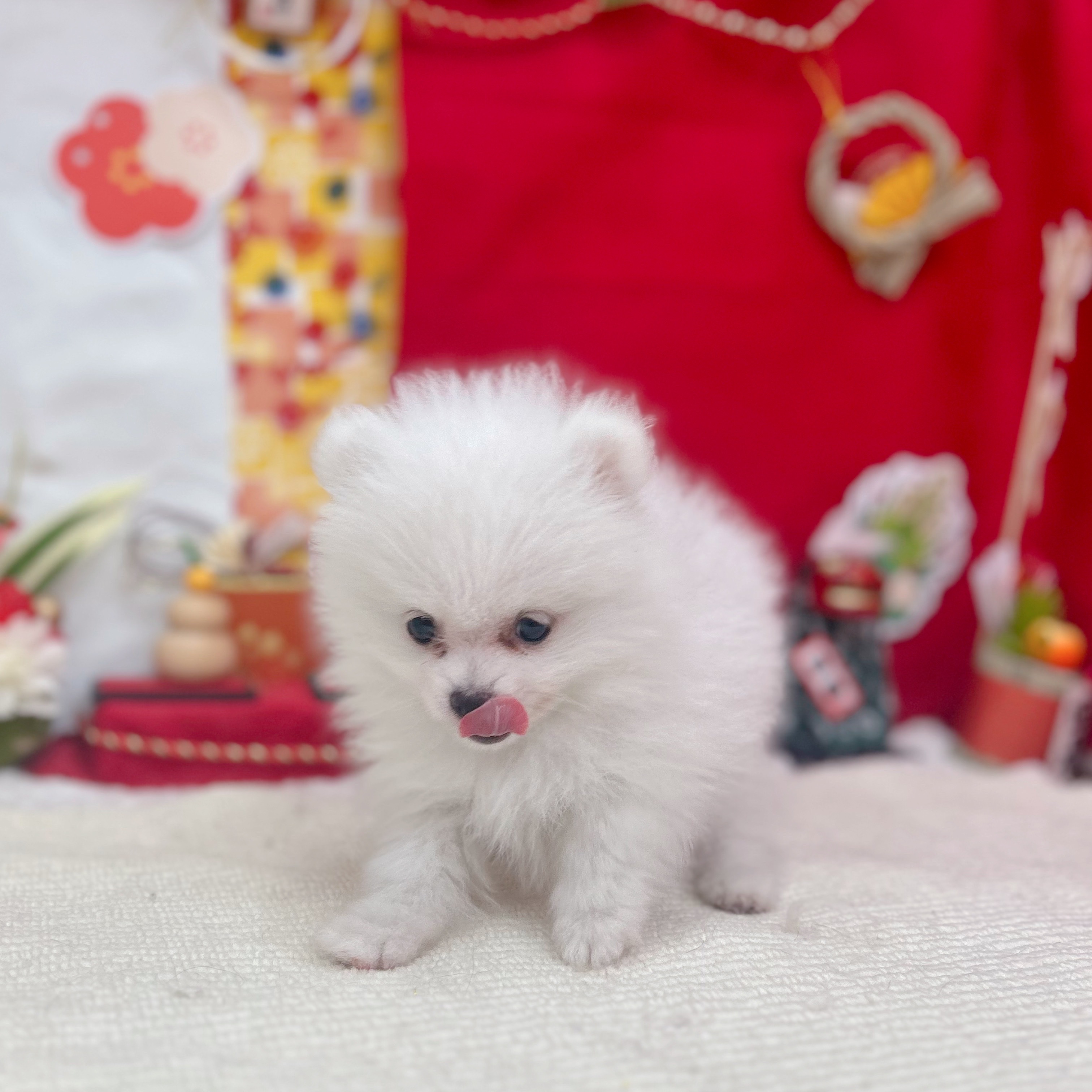 岐阜県のポメラニアン (犬の家＆猫の里岐南店/2025年11月5日生まれ/男の子/ホワイト)の子犬の4枚目の画像