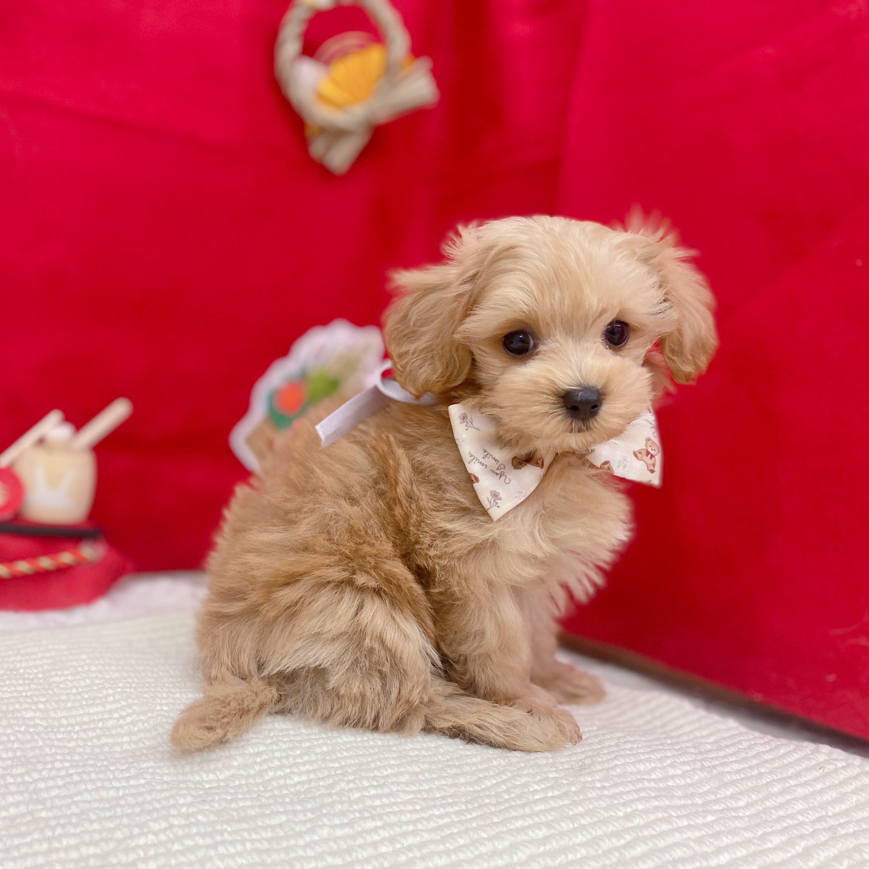 岐阜県のマルプー(マルチーズ×プードル) (犬の家＆猫の里岐南店/2025年11月6日生まれ/男の子/アプリコット)の子犬の4枚目の画像