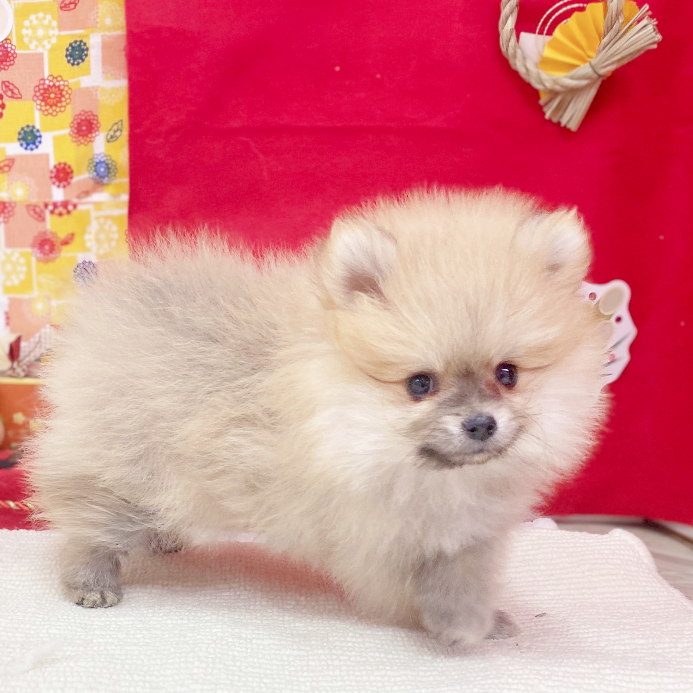 岐阜県のポメラニアン (犬の家＆猫の里岐南店/2025年11月9日生まれ/女の子/オレンジセーブル)の子犬の4枚目の画像