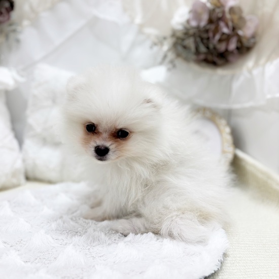 岐阜県のポメラニアン (犬の家＆猫の里カラフルタウン岐阜店/2025年11月9日生まれ/男の子/クリーム)の子犬の4枚目の画像
