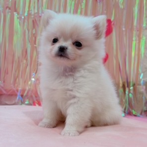 岡山県のポメチワ/チワポメ/ポメチー(ポメラニアン×チワワ) (犬の家＆猫の里倉敷店/2025年11月5日生まれ/女の子/クリーム)の子犬の4枚目の画像