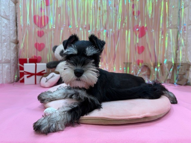 岡山県のミニチュアシュナウザー (犬の家＆猫の里倉敷店/2025年11月8日生まれ/女の子/ブラックシルバー)の子犬の4枚目の画像