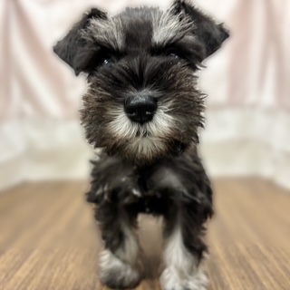 兵庫県のミニチュアシュナウザー (犬の家＆猫の里カナート西神戸店/2025年11月8日生まれ/女の子/ブラックシルバー)の子犬の4枚目の画像