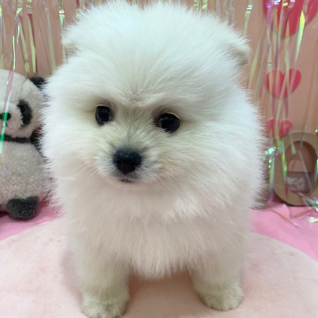 岡山県のポメラニアン (犬の家＆猫の里倉敷店/2025年11月8日生まれ/男の子/クリーム)の子犬の4枚目の画像