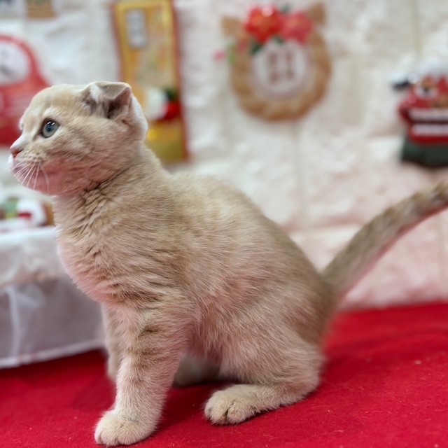 岡山県のスコティッシュフォールド (犬の家＆猫の里倉敷店/2025年11月6日生まれ/女の子/クリームタビーホワイト)の子猫の4枚目の画像