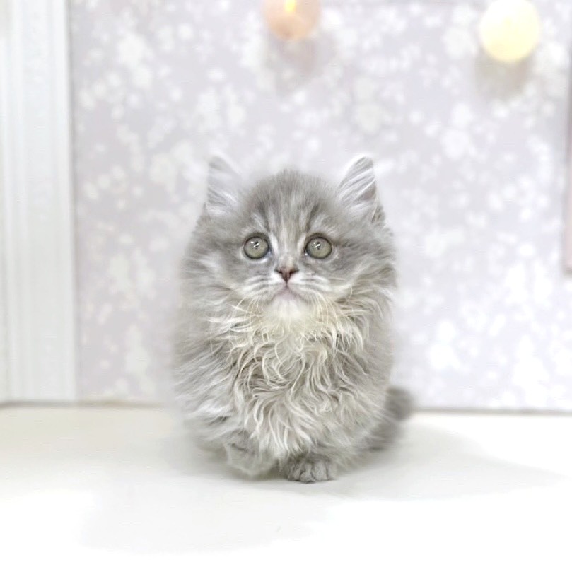 富山県のミヌエット (犬の家＆猫の里アミーゴ高岡蓮花寺店/2025年11月6日生まれ/女の子/ブルータビー)の子猫の4枚目の画像