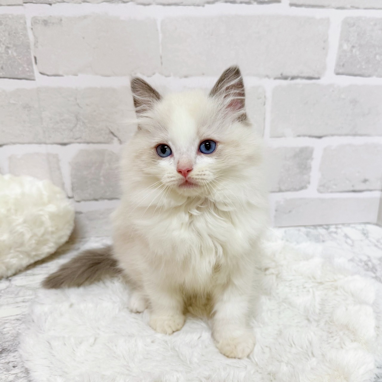 京都府のラグドール (犬の家＆猫の里京都精華店/2025年11月5日生まれ/男の子/ブルーポイントバイカラー)の子猫の4枚目の画像