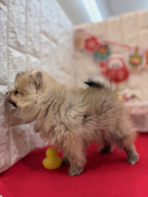 岡山県のポメチワ/チワポメ/ポメチー(ポメラニアン×チワワ) (犬の家＆猫の里倉敷中庄店/2025年11月8日生まれ/男の子/フォーン)の子犬の4枚目の画像