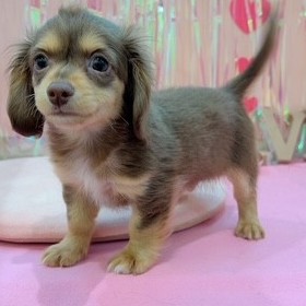 岡山県のチワックス(チワワ×ダックス) (犬の家＆猫の里倉敷店/2025年11月8日生まれ/男の子/チョコレートタン)の子犬の4枚目の画像