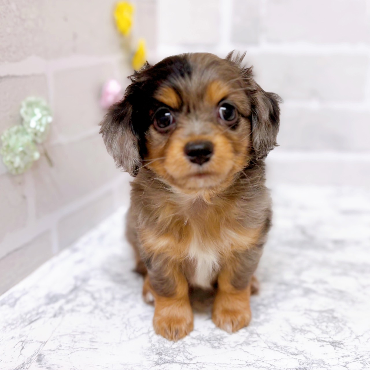 京都府のチワックス(チワワ×ダックス) (犬の家＆猫の里京都精華店/2025年11月2日生まれ/男の子/シルバーダップル)の子犬の1枚目の画像