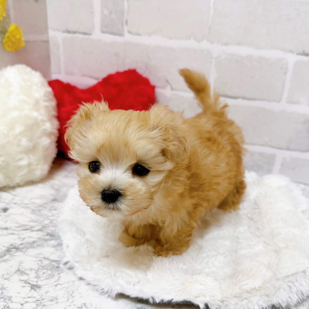 京都府のマルプー(マルチーズ×プードル) (犬の家＆猫の里京都精華店/2025年11月9日生まれ/男の子/クリーム)の子犬の4枚目の画像