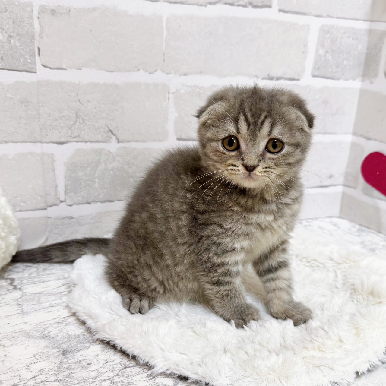 京都府のスコティッシュフォールド (犬の家＆猫の里京都精華店/2025年11月6日生まれ/女の子/ブルータビー)の子猫の4枚目の画像