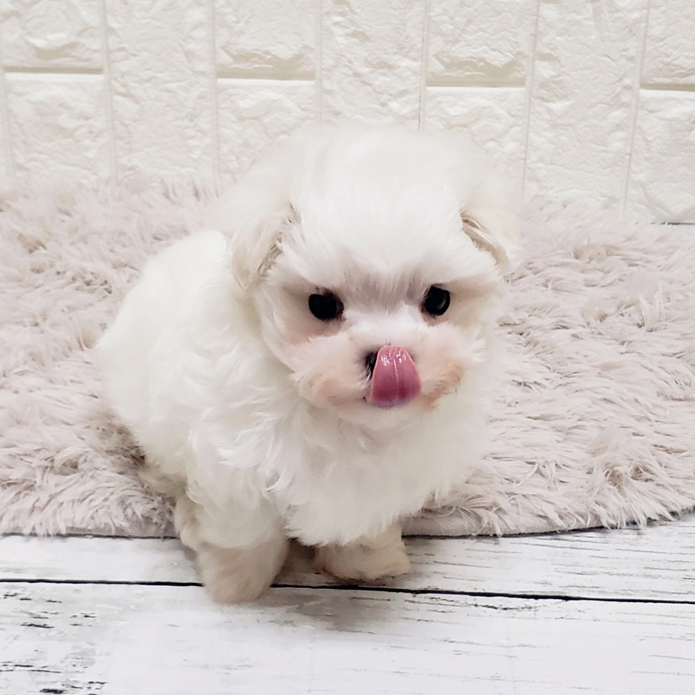 岡山県のマルチーズ (犬の家＆猫の里岡山店/2025年11月9日生まれ/女の子/ホワイト)の子犬の4枚目の画像