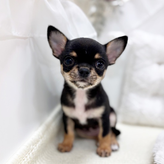 岐阜県のチワワ(スムース) (犬の家＆猫の里カラフルタウン岐阜店/2025年11月7日生まれ/女の子/ブラックタン)の子犬
