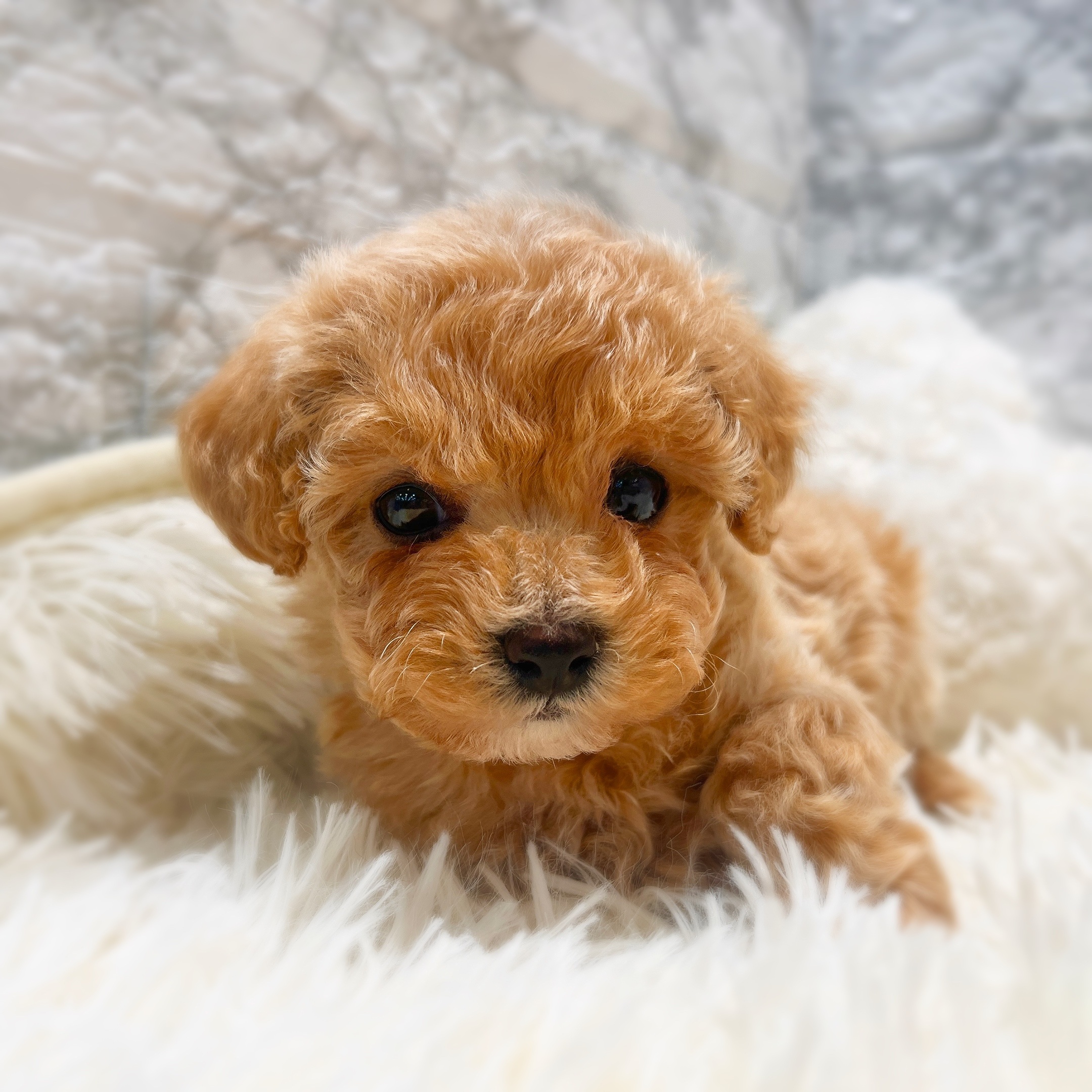 愛知県のビションプー(ビションフリーゼ×プードル) (犬の家＆猫の里MiO香久山店/2025年11月8日生まれ/女の子/アプリコットホワイト)の子犬の4枚目の画像