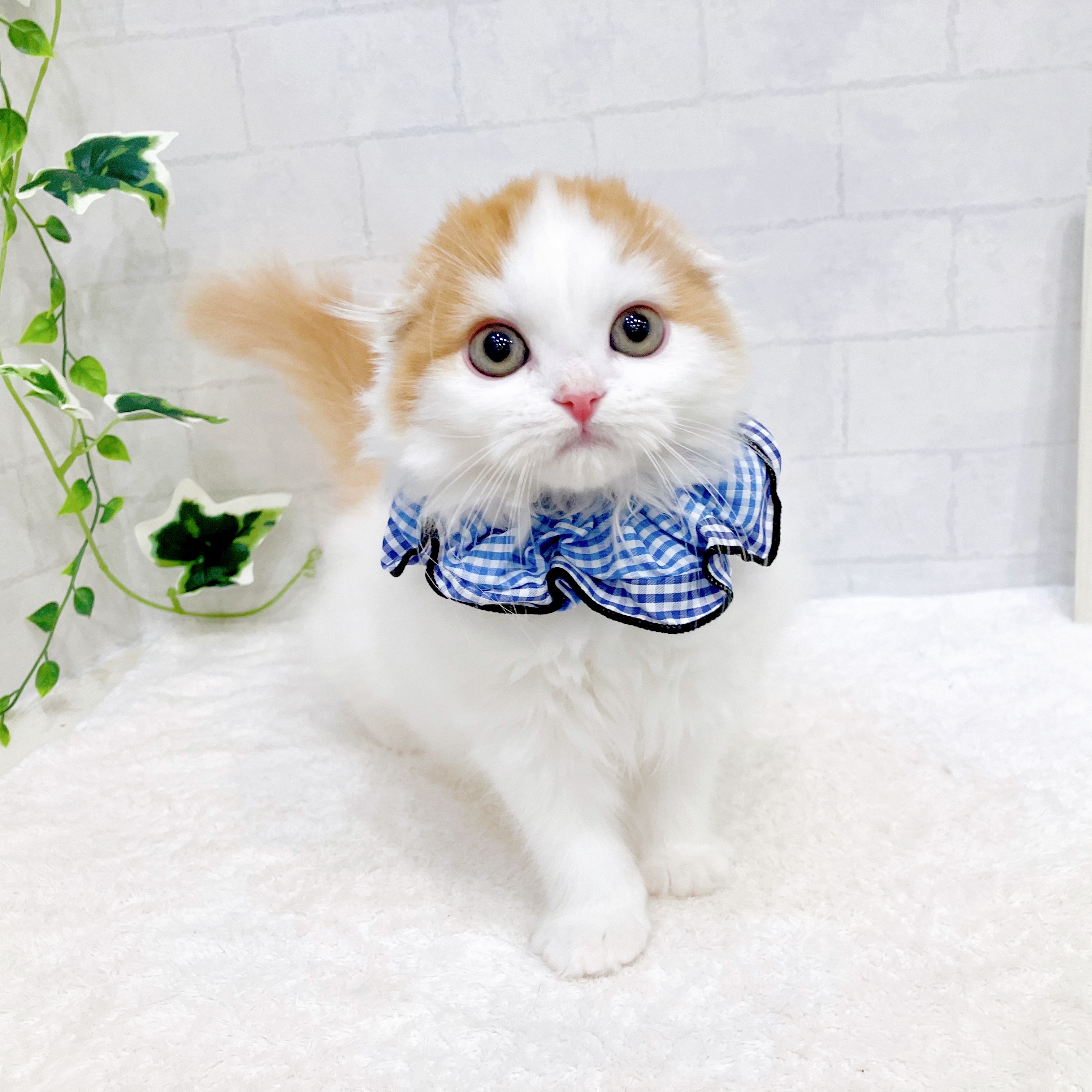 石川県のスコティッシュフォールド (犬の家＆猫の里金沢店/2025年11月3日生まれ/男の子/レッドタビーホワイト)の子猫の4枚目の画像