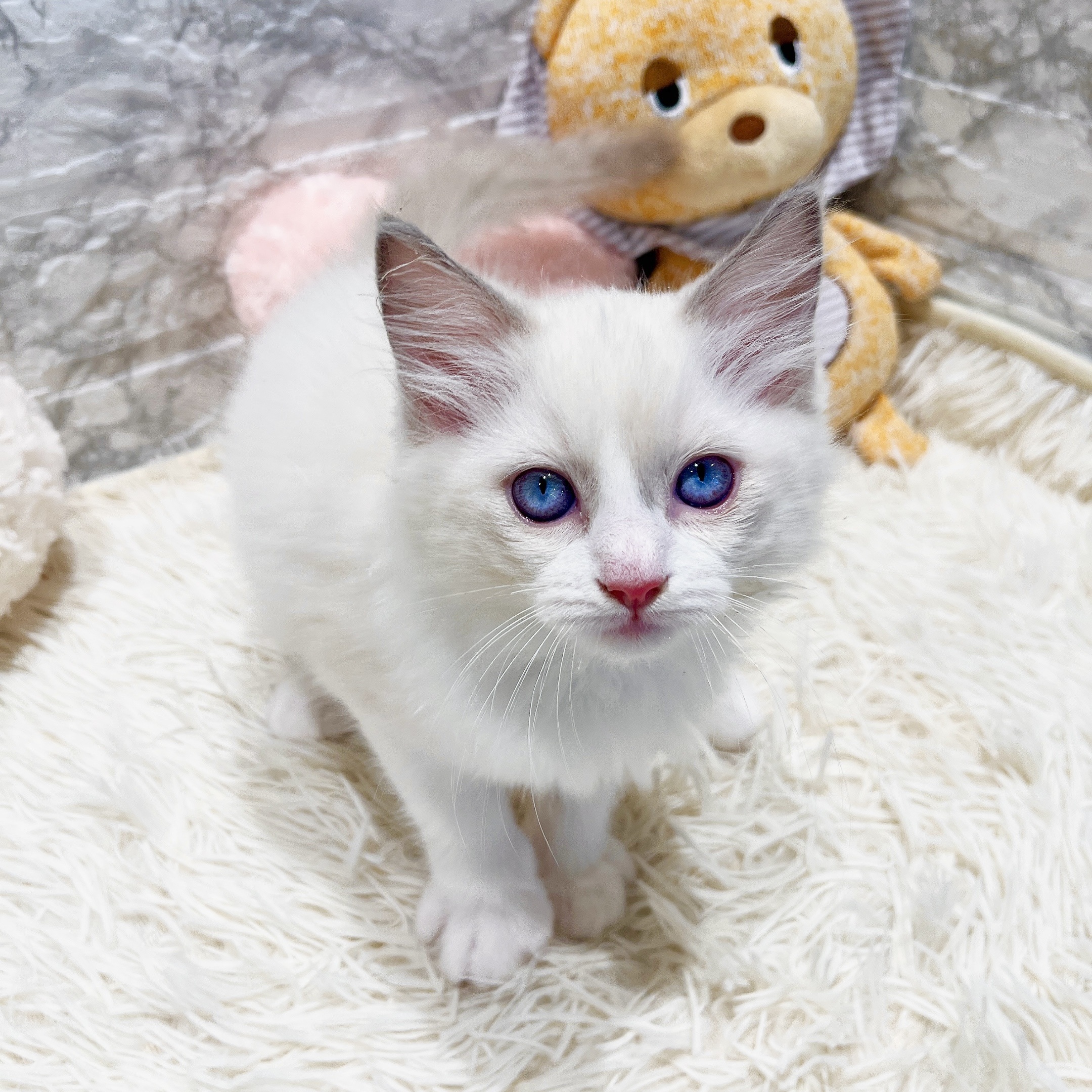 愛知県のラグドール (犬の家＆猫の里MiO香久山店/2025年11月8日生まれ/男の子/ブルーポイントバイカラー)の子猫の4枚目の画像