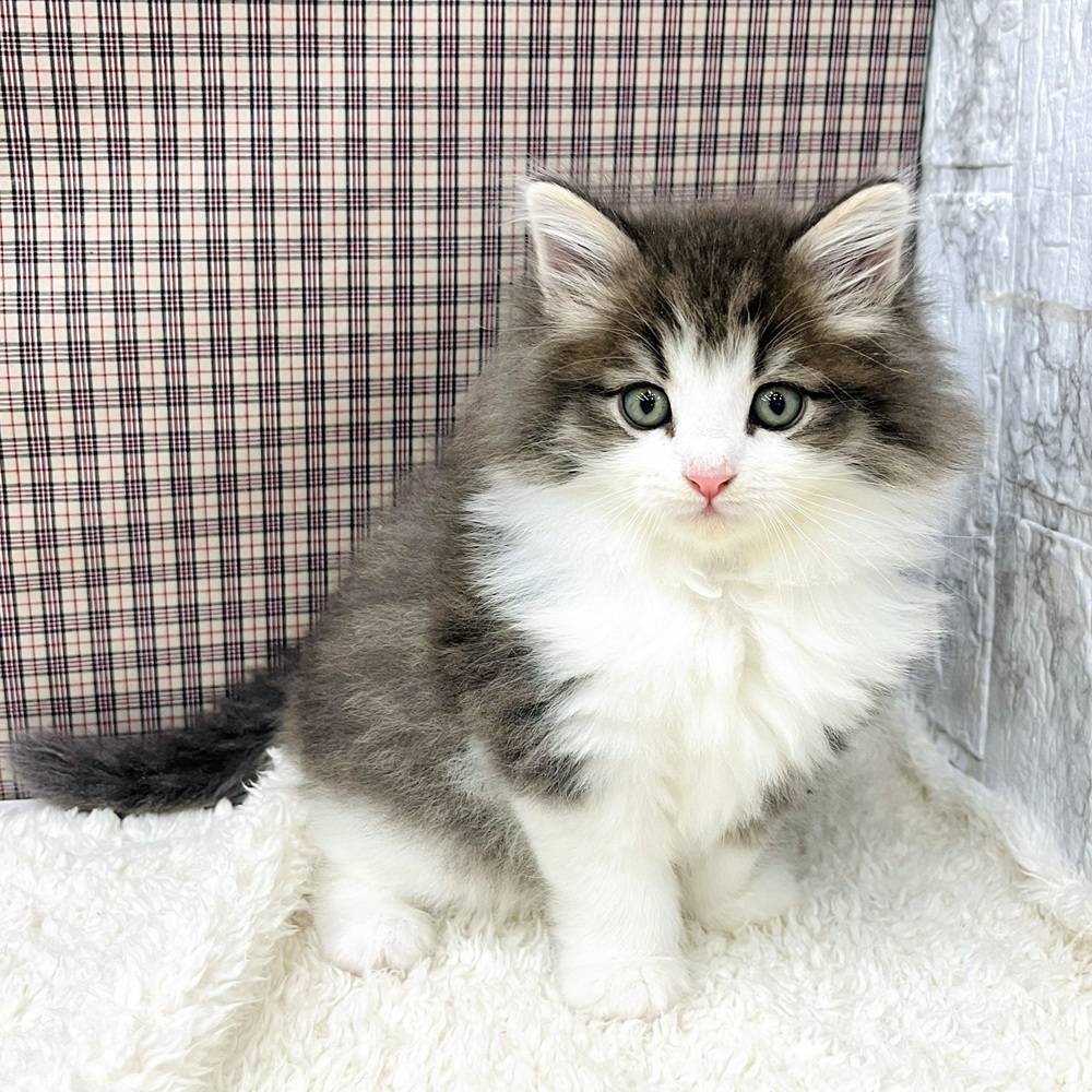 愛知県のノルウェージャンフォレストキャット (犬の家＆猫の里エアポートウォーク店/2025年11月8日生まれ/男の子/ブルータビーホワイト)の子猫