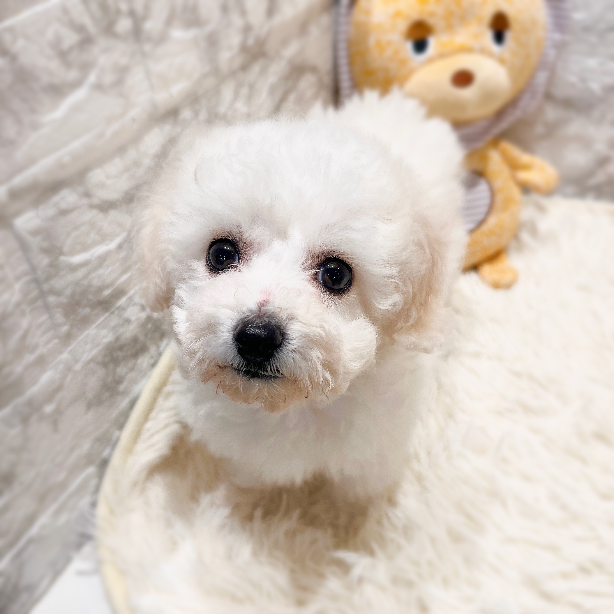 愛知県のビションフリーゼ (犬の家＆猫の里MiO香久山店/2025年11月9日生まれ/女の子/ホワイト)の子犬の4枚目の画像