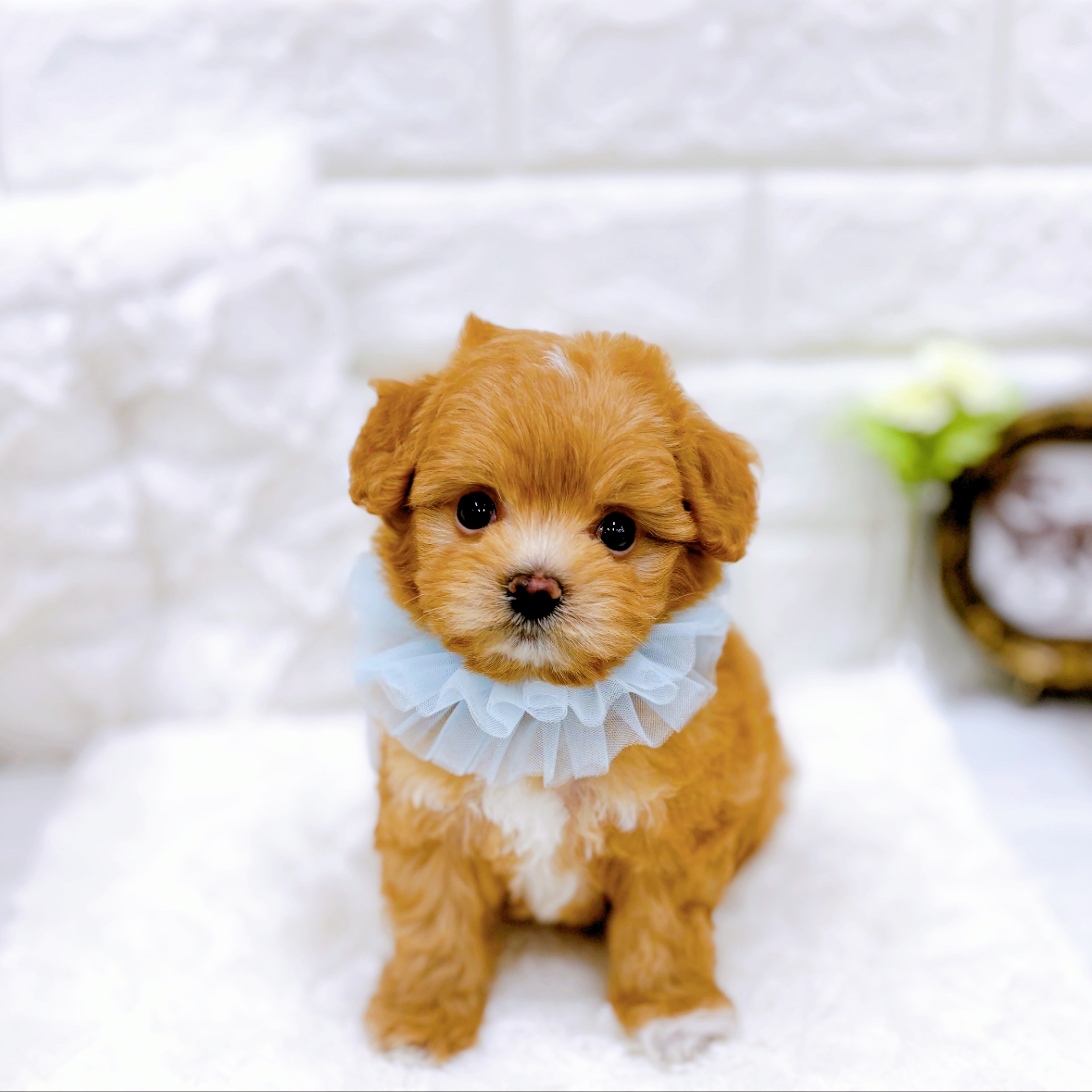 福井県のチワプー/プーチー(チワワ×プードル) (犬の家＆猫の里アミーゴ福井店/2025年11月10日生まれ/男の子/アプリコットホワイト)の子犬の4枚目の画像