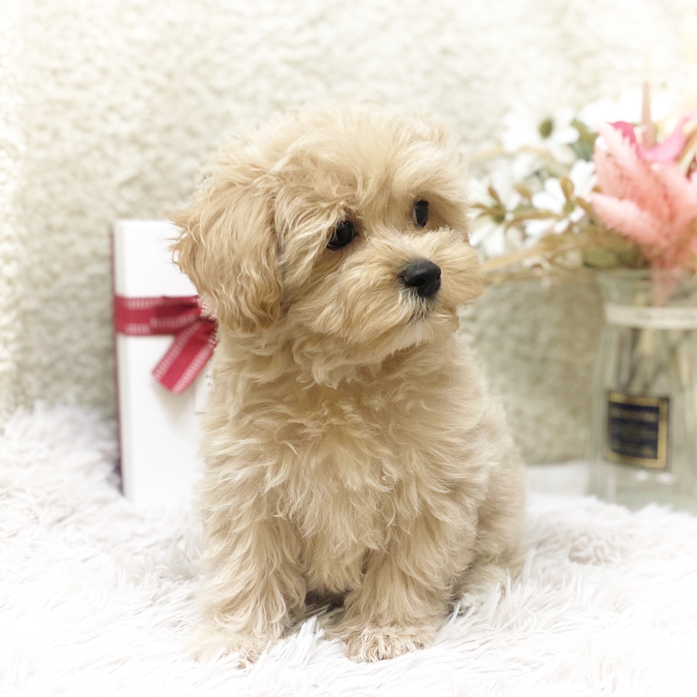 静岡県のマルプー(マルチーズ×プードル) (犬の家＆猫の里藤枝店/2025年11月6日生まれ/女の子/アプリコット)の子犬の4枚目の画像