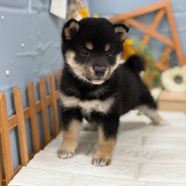 千葉県の柴犬(標準サイズ) (犬の家＆猫の里ワンズモール稲毛店/2025年11月10日生まれ/男の子/黒)の子犬の4枚目の画像