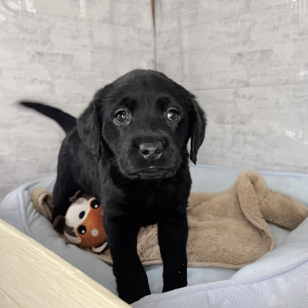 長野県のラブラドールレトリーバー (犬の家＆猫の里塩尻店/2025年11月10日生まれ/女の子/ブラック)の子犬の4枚目の画像
