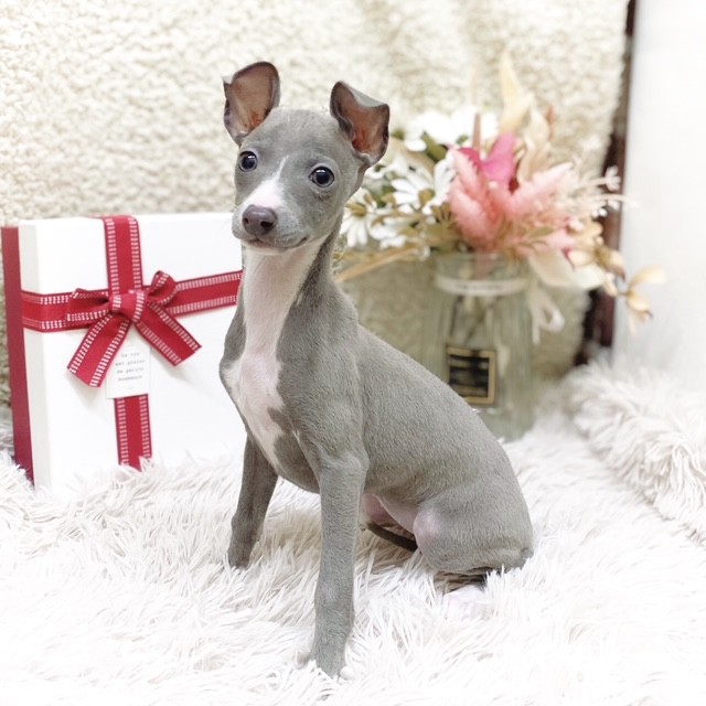 静岡県のイタリアングレーハウンド (犬の家＆猫の里藤枝店/2025年11月10日生まれ/女の子/ブルーホワイト)の子犬の4枚目の画像