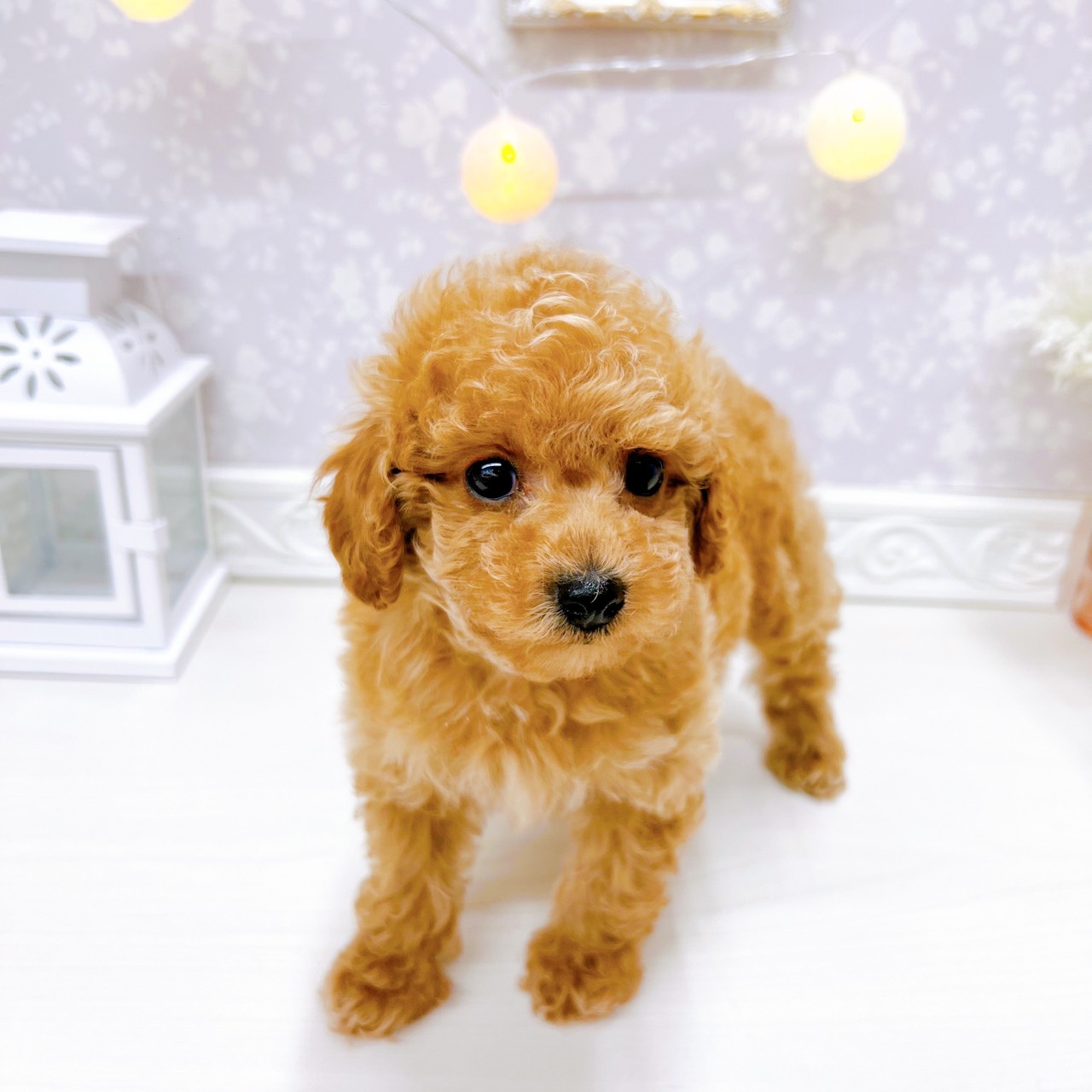 富山県のトイプードル(トイ) (犬の家＆猫の里アミーゴ山室店/2025年11月10日生まれ/女の子/レッド)の子犬の4枚目の画像