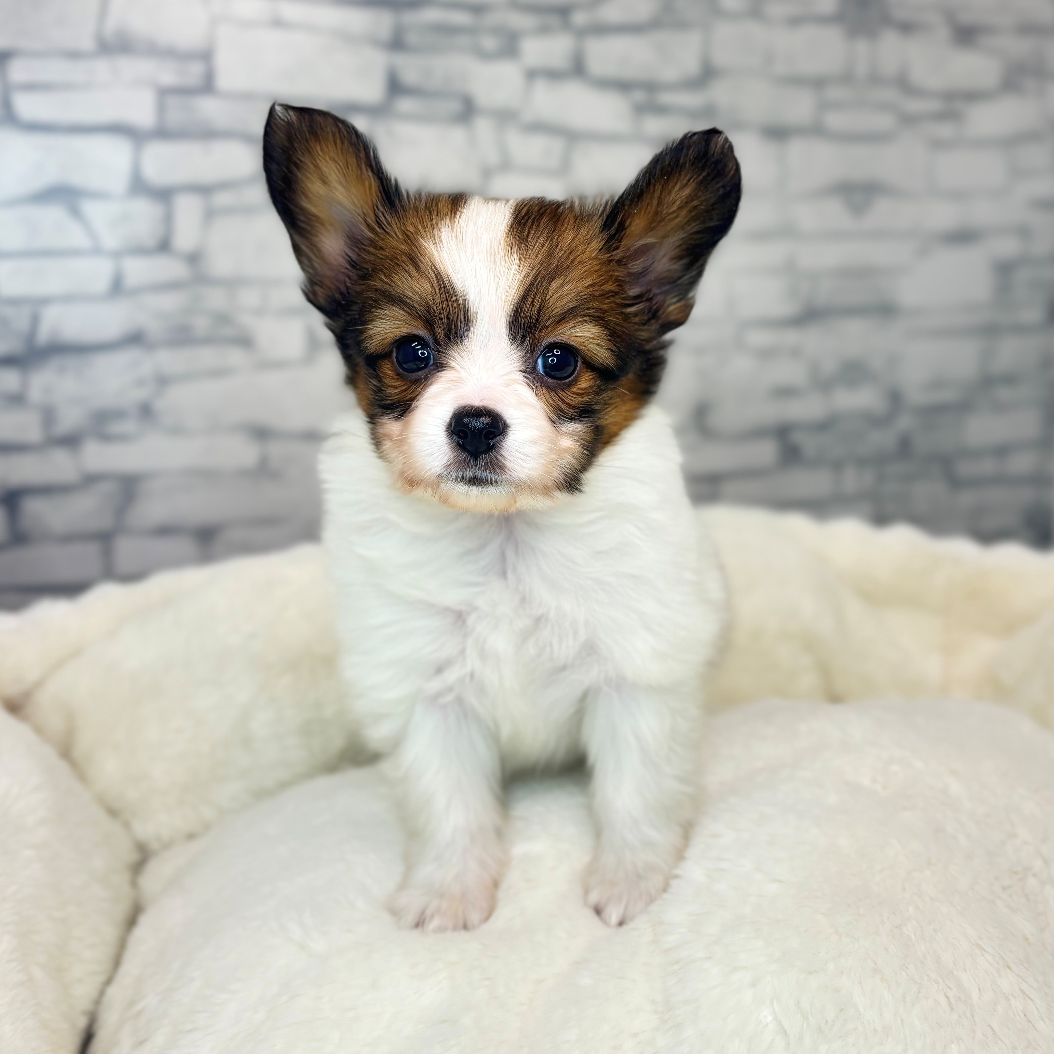 長野県のパピヨン (犬の家＆猫の里長野店/2025年11月10日生まれ/女の子/ホワイトブラウン)の子犬の4枚目の画像