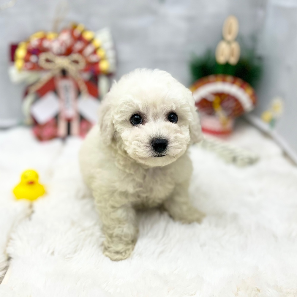 静岡県のビションフリーゼ (犬の家＆猫の里MEGAドン・キホーテ袋井店/2025年11月9日生まれ/男の子/ホワイト)の子犬の4枚目の画像