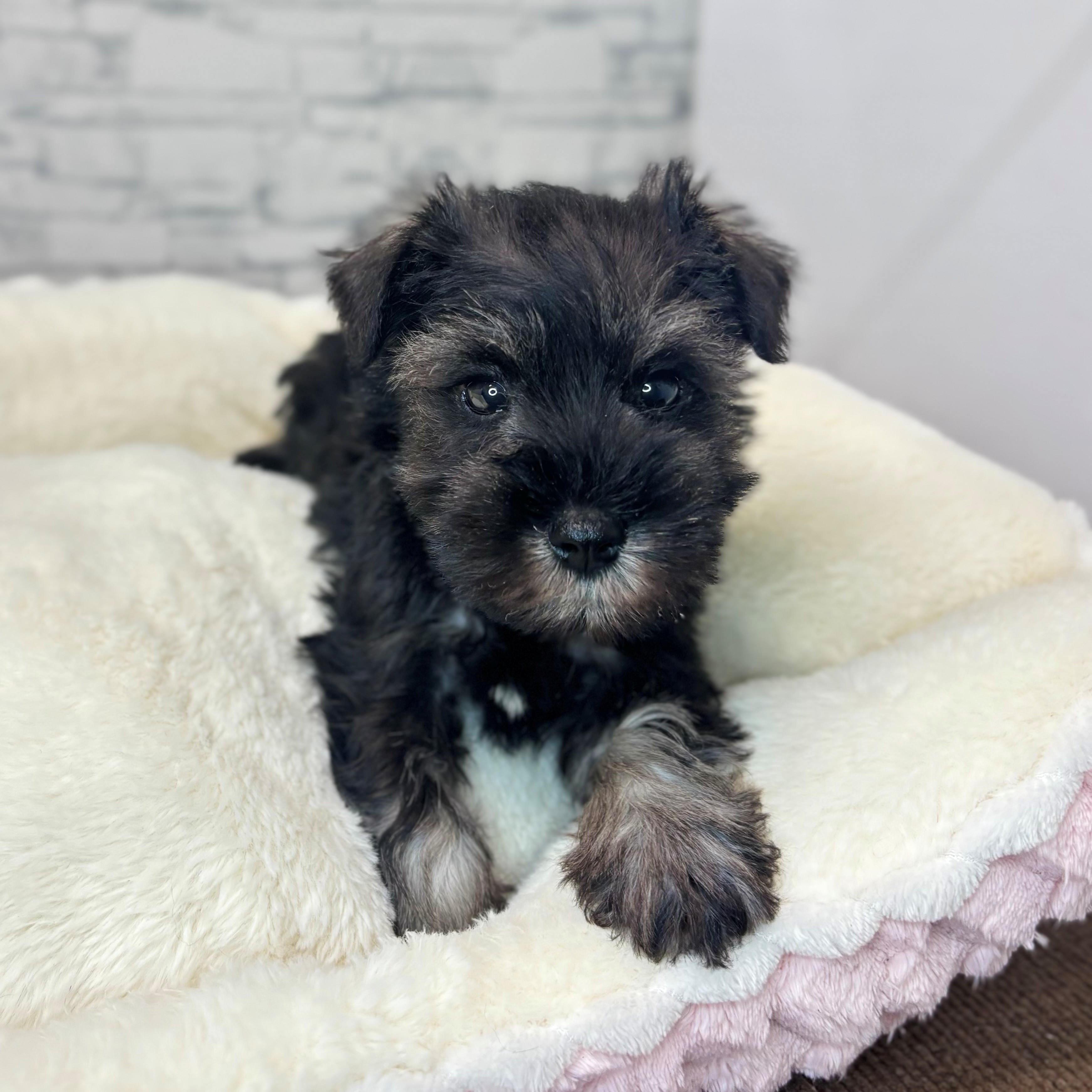 長野県のミニチュアシュナウザー (犬の家＆猫の里長野店/2025年11月11日生まれ/男の子/ソルトペッパー)の子犬の4枚目の画像