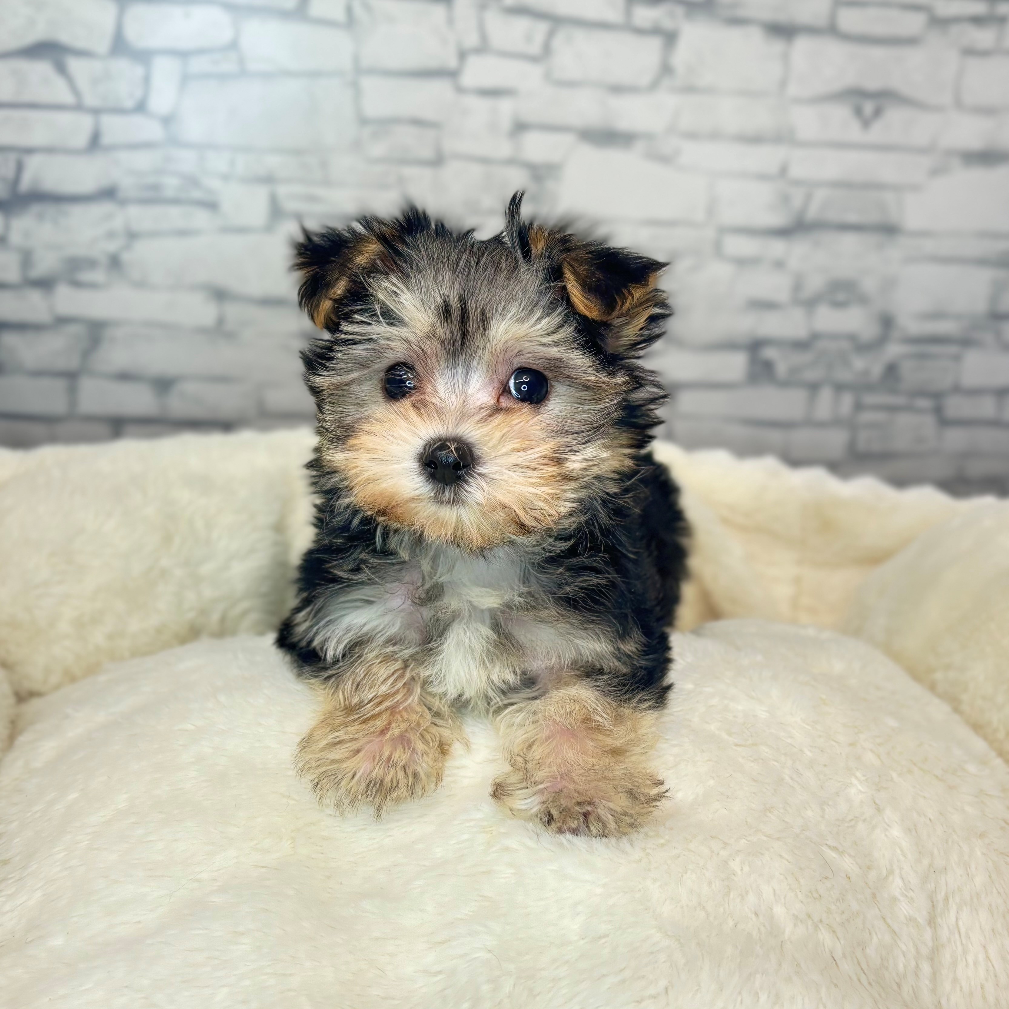 長野県のマルキー/マルヨーキー(マルチーズ×ヨークシャーテリア) (犬の家＆猫の里長野店/2025年11月5日生まれ/男の子/ブラックタンホワイト)の子犬の4枚目の画像
