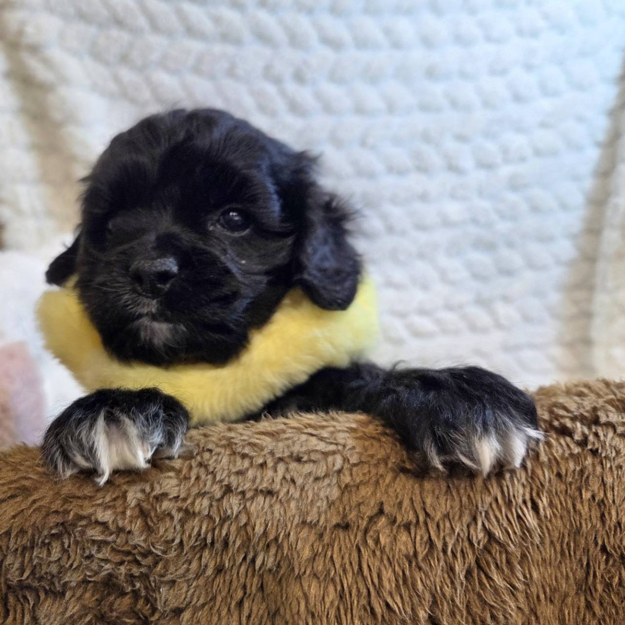 長野県のアメリカンコッカースパニエル (犬の家＆猫の里カインズ梓川店/2025年11月9日生まれ/女の子/ブラックホワイト)の子犬の4枚目の画像