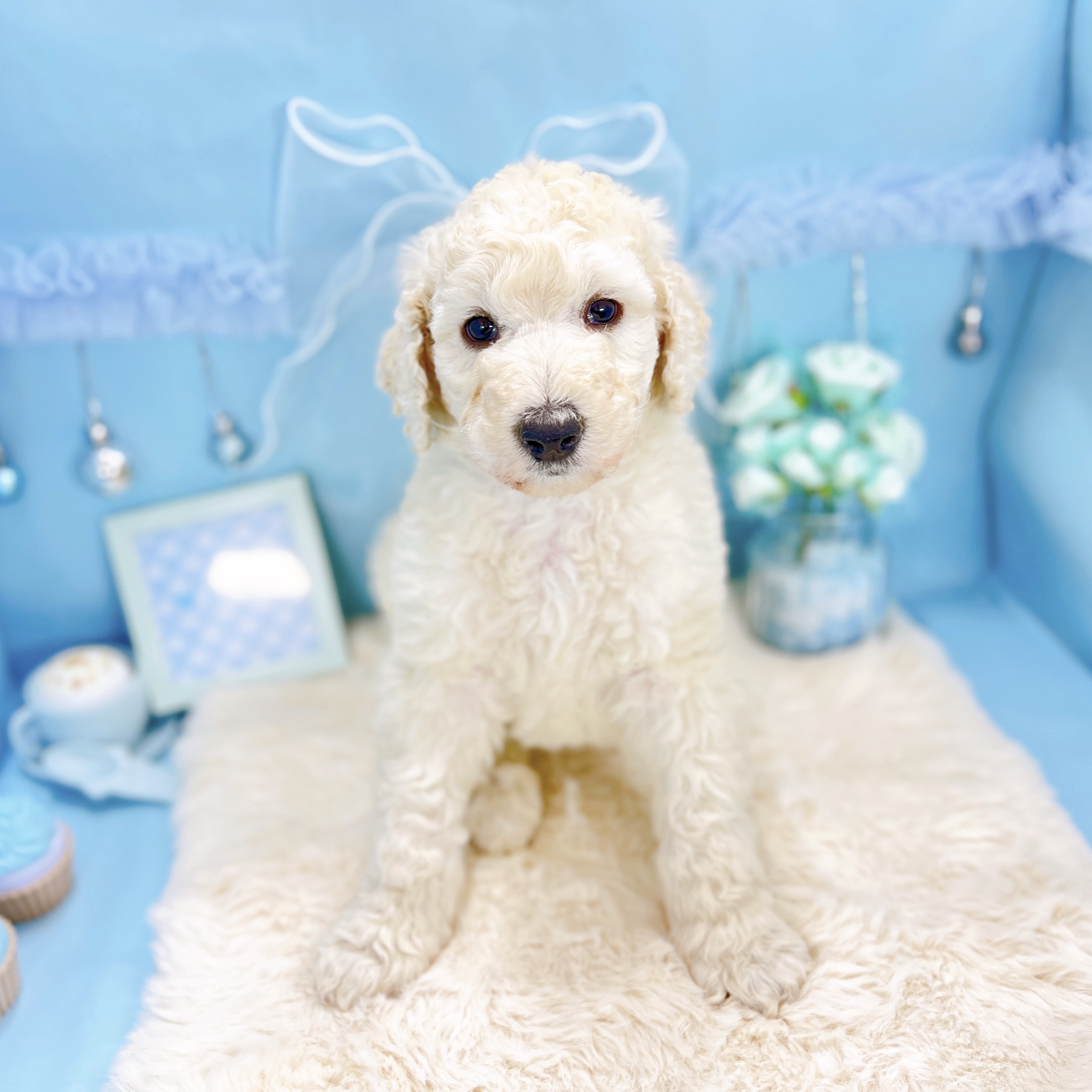 福井県のスタンダードプードル (犬の家＆猫の里アミーゴ福井大和田店/2025年11月11日生まれ/男の子/クリーム)の子犬の4枚目の画像