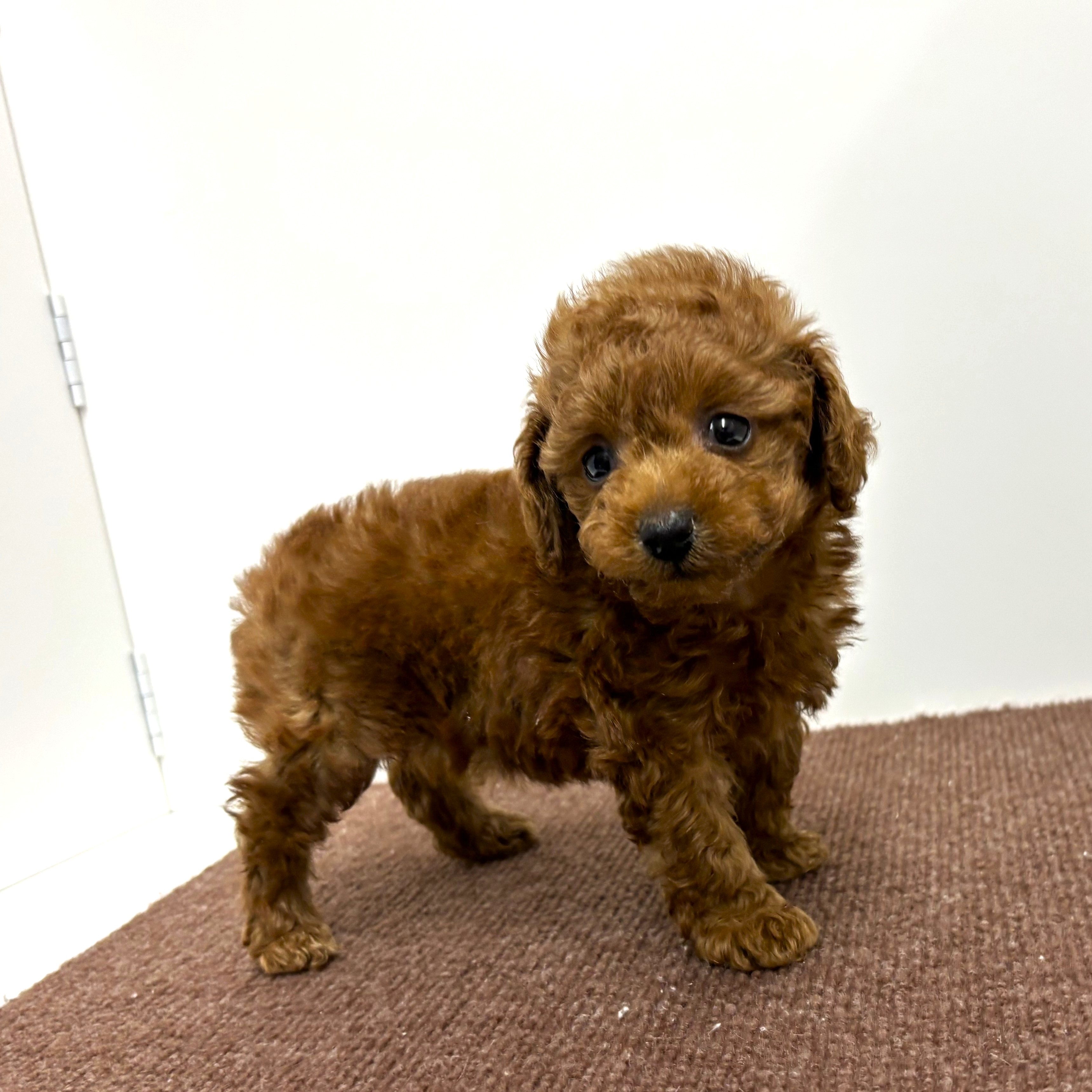 神奈川県のトイプードル(トイ) (犬の家＆猫の里相模原店/2025年11月9日生まれ/女の子/レッド)の子犬の4枚目の画像