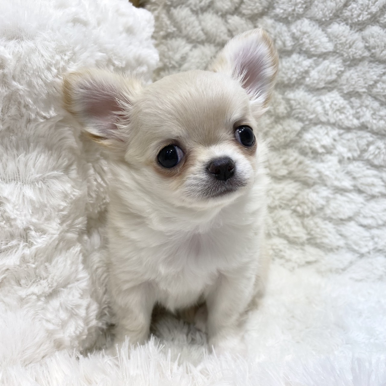 長野県のチワワ(ロング) (犬の家＆猫の里カインズ梓川店/2025年11月9日生まれ/女の子/クリームホワイト)の子犬の4枚目の画像