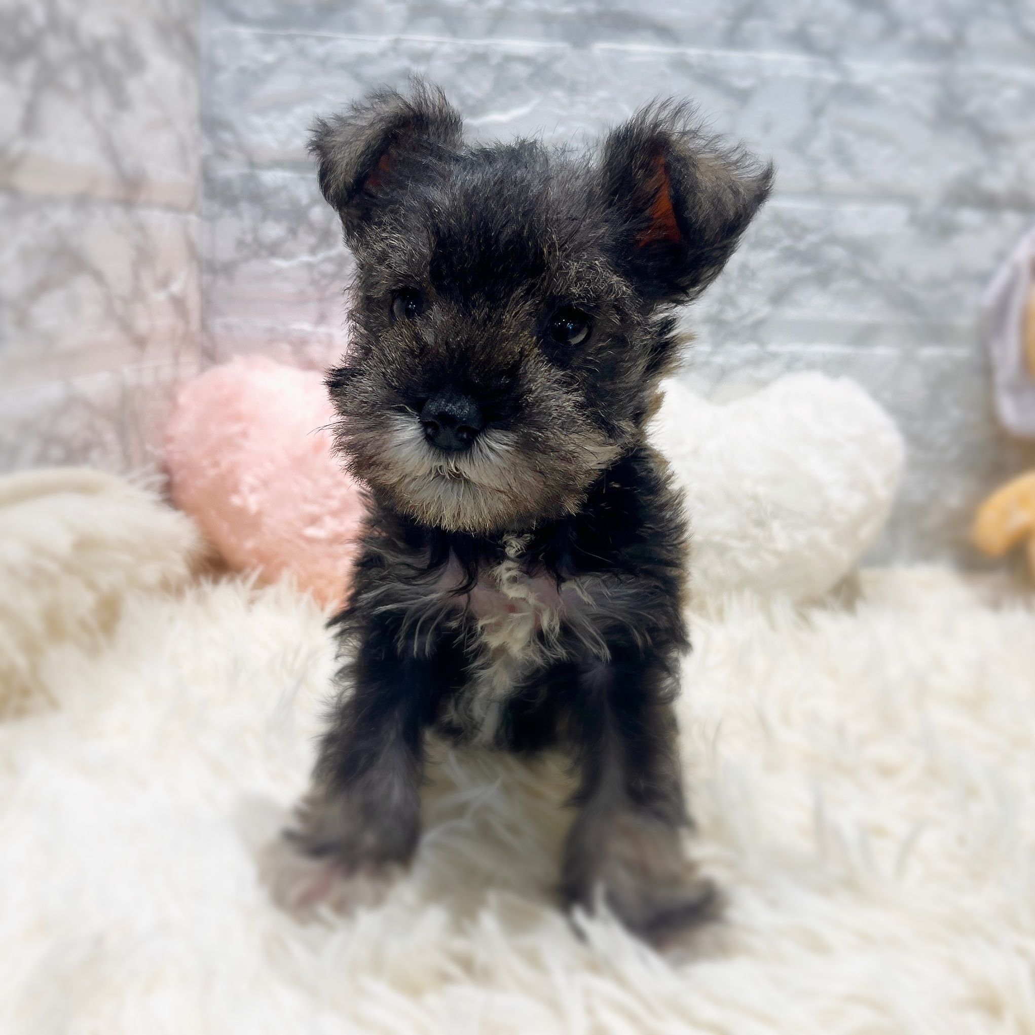 愛知県のミニチュアシュナウザー (犬の家＆猫の里MiO香久山店/2025年11月8日生まれ/男の子/ソルトペッパー)の子犬の4枚目の画像