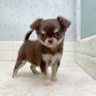 静岡県のチワワ(ロング) (犬の家＆猫の里マークイズ静岡店/2025年11月11日生まれ/女の子/チョコレートタンホワイト)の子犬の4枚目の画像