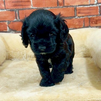 神奈川県のアメリカンコッカースパニエル (犬の家＆猫の里小田原店/2025年11月11日生まれ/女の子/ブラックホワイト)の子犬の4枚目の画像