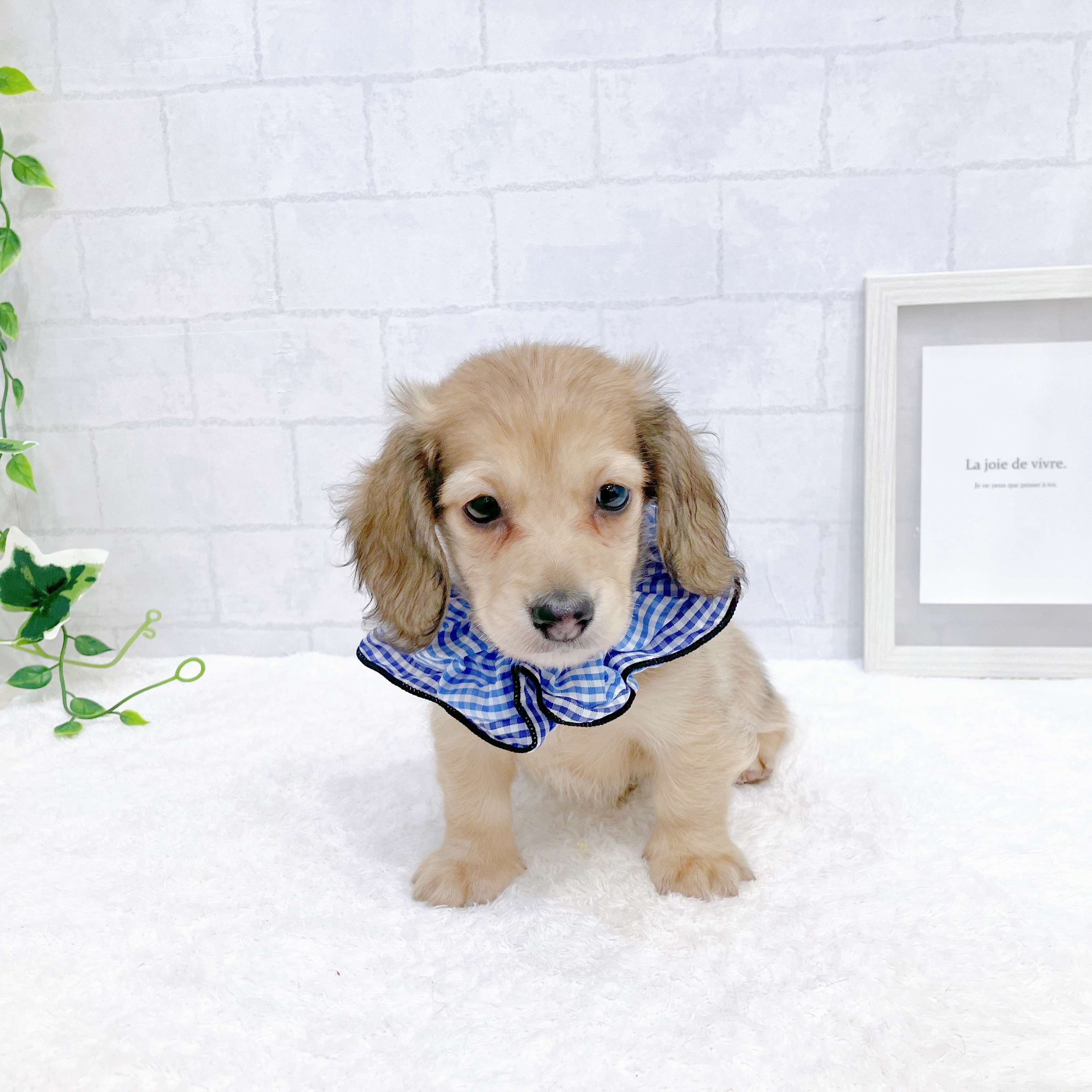 石川県のミニチュアダックスフンド(ロング) (犬の家＆猫の里金沢店/2025年11月9日生まれ/男の子/シェーデットイエロー)の子犬の4枚目の画像