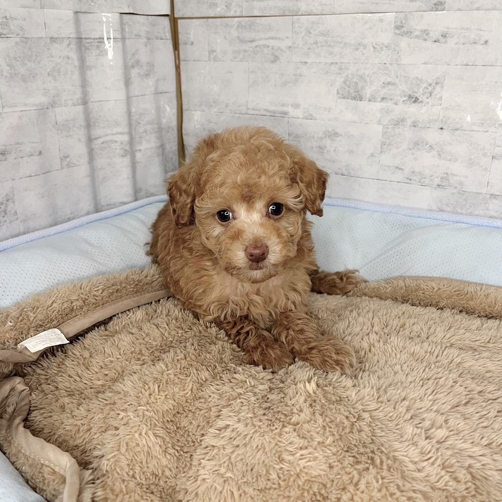 長野県のトイプードル(トイ) (犬の家＆猫の里塩尻店/2025年11月10日生まれ/男の子/アプリコット)の子犬の4枚目の画像