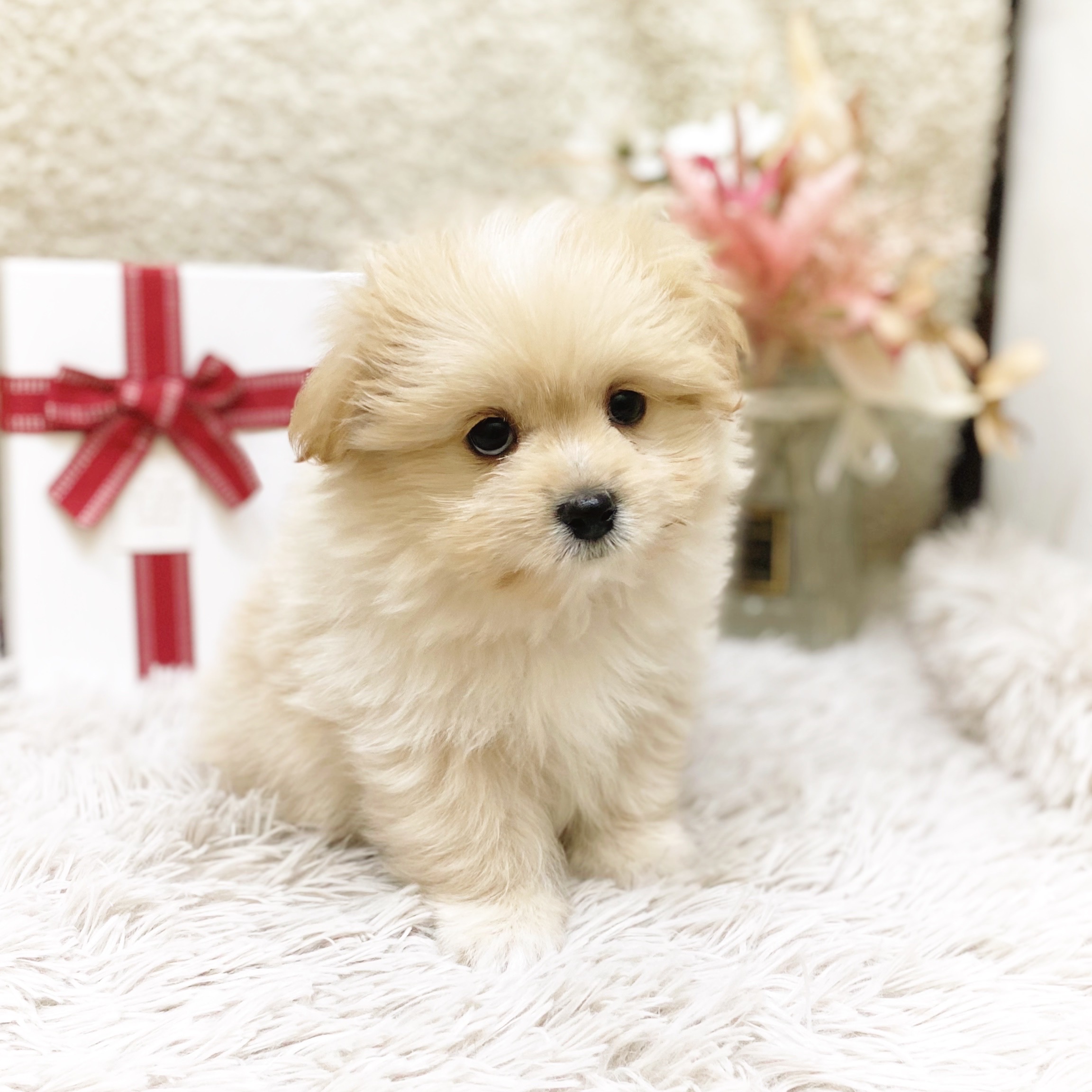 静岡県のポメズー/ポメシーズ(ポメラニアン×シーズー) (犬の家＆猫の里藤枝店/2025年11月9日生まれ/男の子/クリーム)の子犬の4枚目の画像