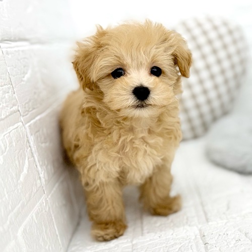 愛知県のマルプー(マルチーズ×プードル) (犬の家＆猫の里豊川インター店/2025年11月9日生まれ/男の子/アプリコット)の子犬の4枚目の画像