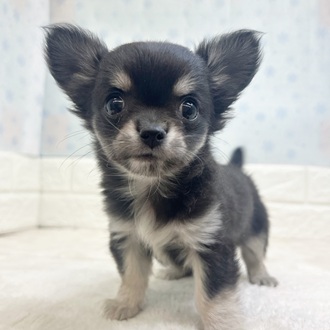 静岡県のチワワ(ロング) (犬の家＆猫の里マークイズ静岡店/2025年11月10日生まれ/女の子/ブラッククリームホワイト)の子犬の4枚目の画像