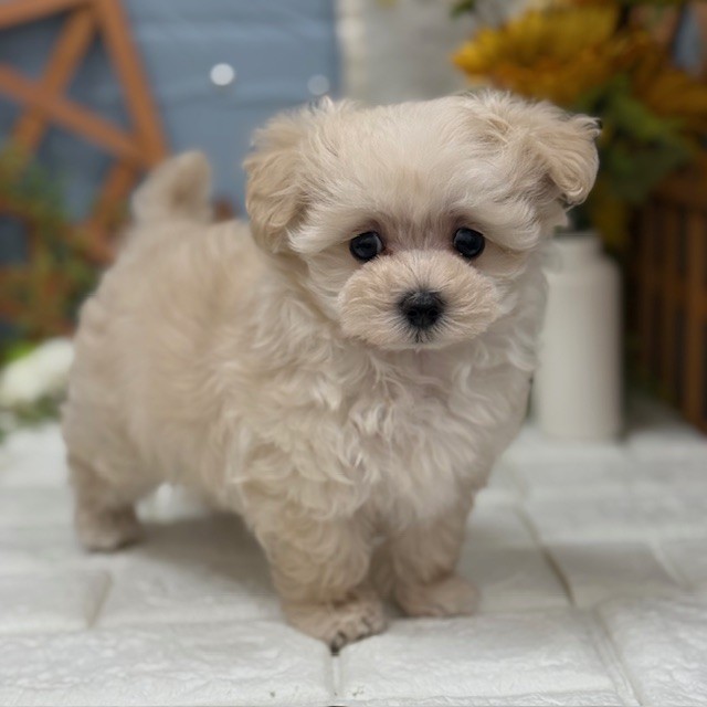千葉県のマルプー(マルチーズ×プードル) (犬の家＆猫の里ワンズモール稲毛店/2025年11月9日生まれ/女の子/クリーム)の子犬の1枚目の画像