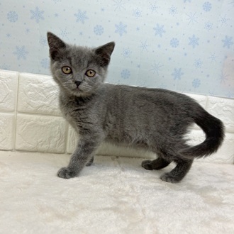 静岡県のブリティッシュショートヘアー (犬の家＆猫の里マークイズ静岡店/2025年11月11日生まれ/女の子/ブルー)の子猫の4枚目の画像