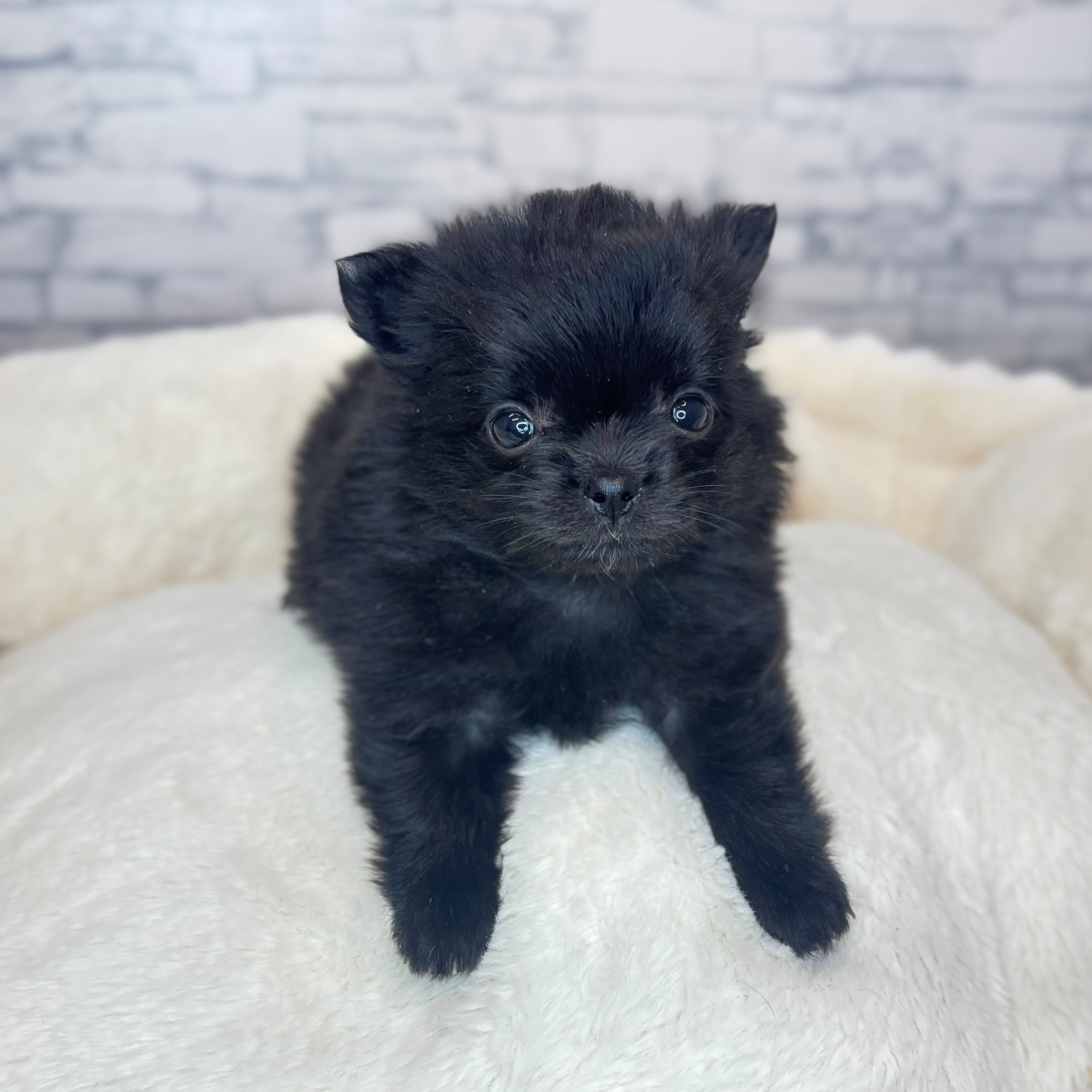 長野県のポメチワ/チワポメ/ポメチー(ポメラニアン×チワワ) (犬の家＆猫の里長野店/2025年11月10日生まれ/女の子/ブラック)の子犬の4枚目の画像