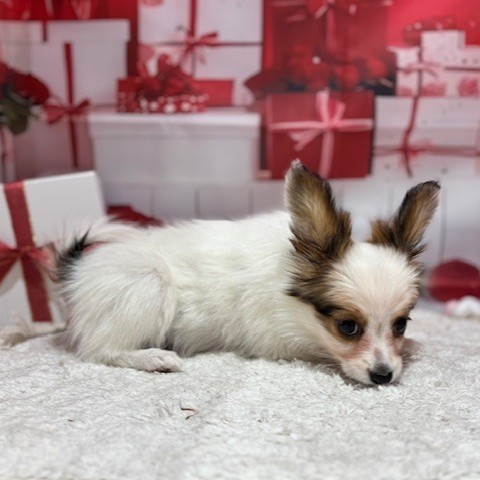 福岡県のパピヨン (犬の家＆猫の里トリアス久山店/2025年11月11日生まれ/女の子/ホワイトブラウン)の子犬の4枚目の画像